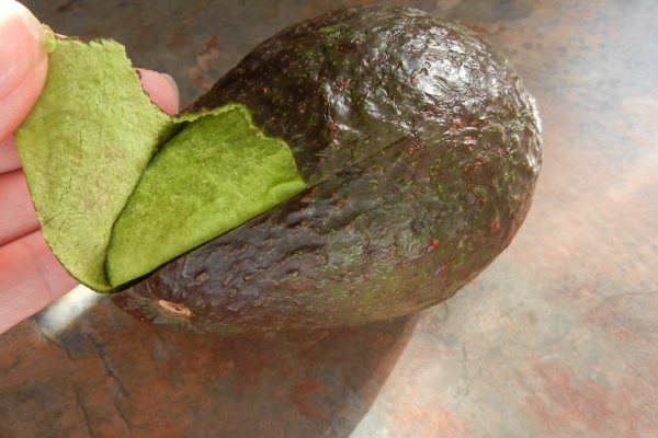 avocadoschillen