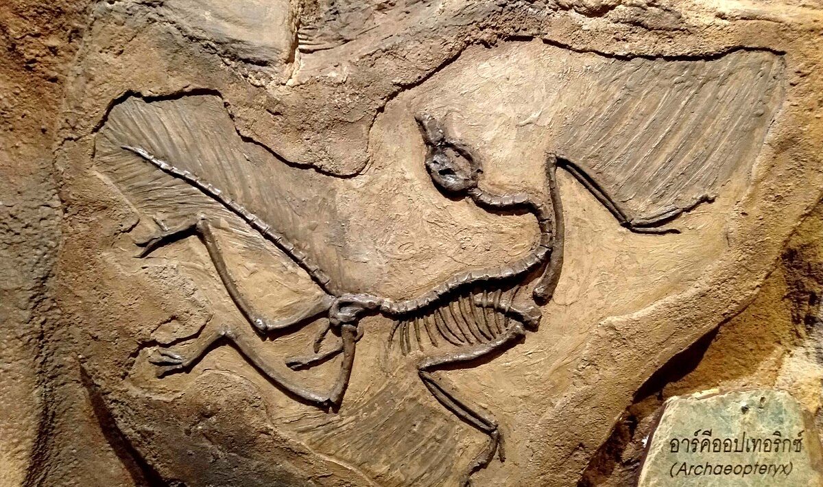 archeopteryx