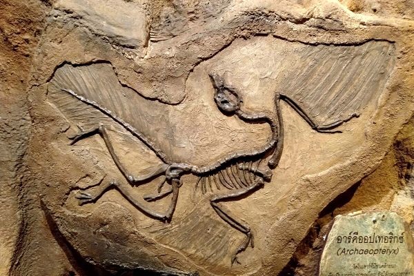 archeopteryx