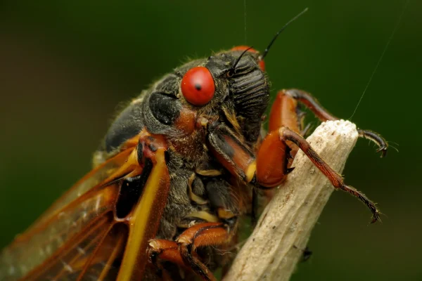 insecten