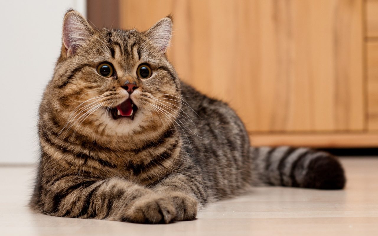 katteneigenaren